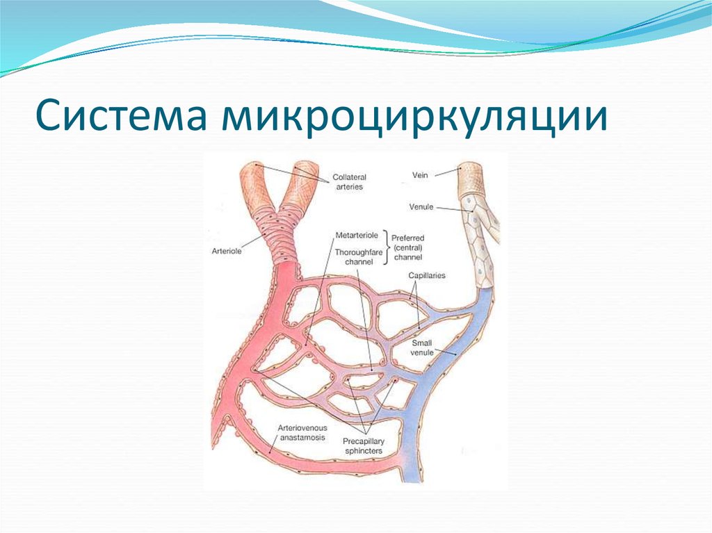 Микроциркуляторное русло гистология рисунок