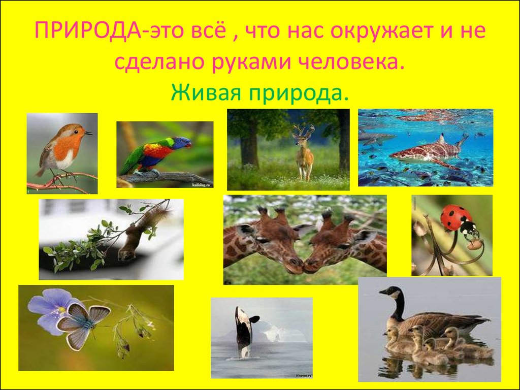 Окружающий природа разнообразие природы. Проект на тему Живая природа. Живая природа родного края. Проект по окружающему миру природа. Разнообразие природы для детей.