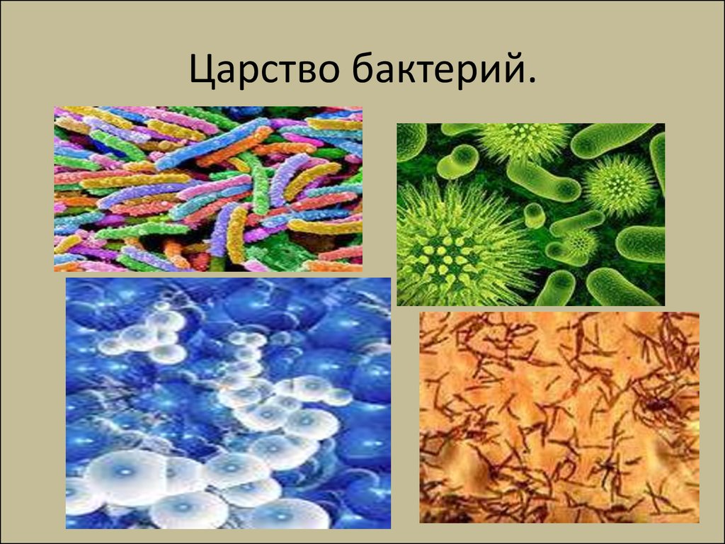 Три примера царства бактерий. Царство бактерий. Царства микроорганизмов. Представители царства ба. Многообразие бактерий.