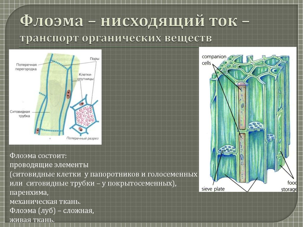 Клеточные стенки ткани. Флоэма голосеменных растений. Ситовидные трубки у голосеменных. Ситовидные трубки луба. Флоэма клеточная стенка.