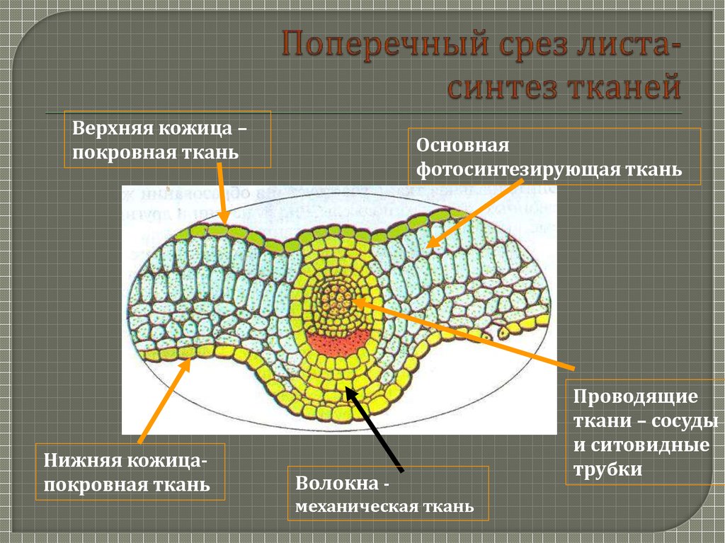 Какие структуры покровной ткани листа выводят пары