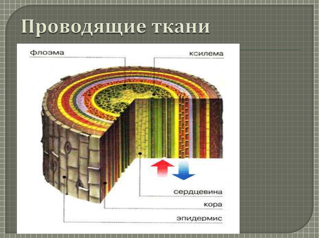 Транспортная ткань. Ткани растений Ксилема флоэма. Проводящая ткань Ксилема и флоэма. Ксилема и флоэма это ткани. Строение стебля Ксилема и флоэма.