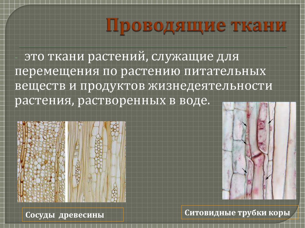 Проводящая ткань свойства. Сосуды и ситовидные трубки. Сосуды древесины и ситовидные трубки. Проводящая сосуды древесины ткань у растений. Проводящая ткань растений.