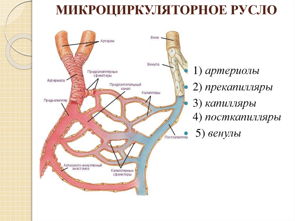 Артерии и вены определение. Сосуды микроциркуляторного русла схема. Схема микроциркуляторного русла анатомия. Схема микроциркуляторного русла кровообращения. Сосуды микроциркуляторного русла гистология схема.