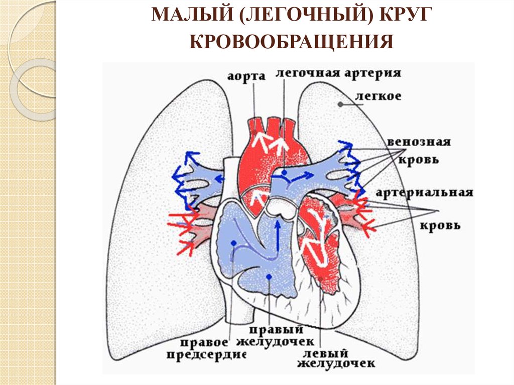 Какой цифрой на рисунке обозначена легочная артерия