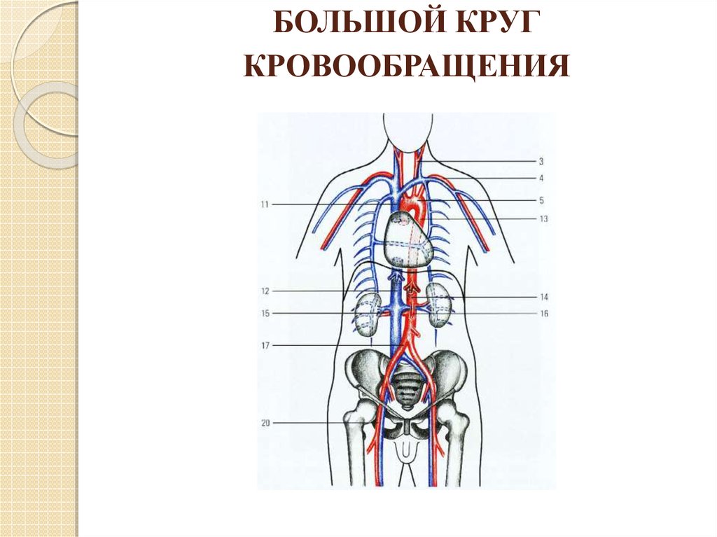 Фото большой круг кровообращения