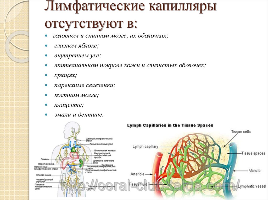 Лимфа тесты. Лимфатическая система спинного мозга. Лимфатическая система сосуды органы. В каких органах отсутствуют лимфатические капилляры. Лимфатические капилляры отсутствуют в органах.