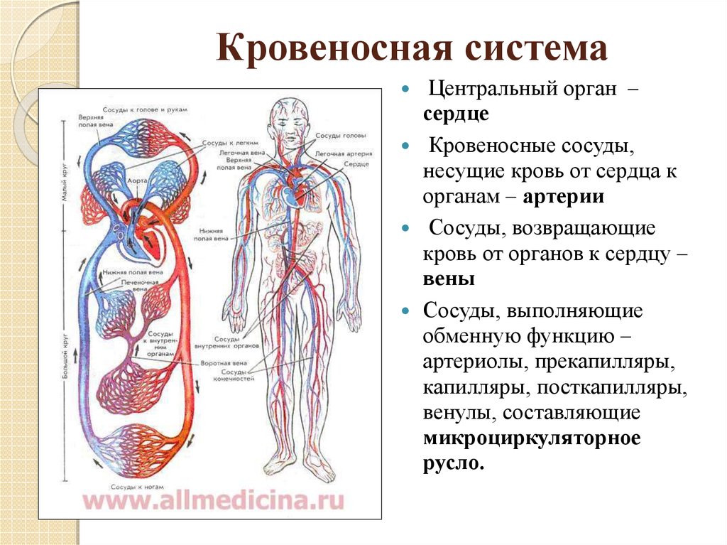 Какую функцию выполняет кровеносная система органов