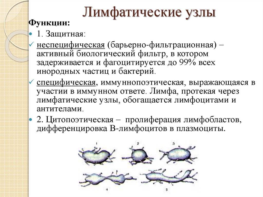 Функции лимфатических узлов. Роль лимфатических узлов. Лимфатический узелфукции. Защитные функции лимфатических узлов:.