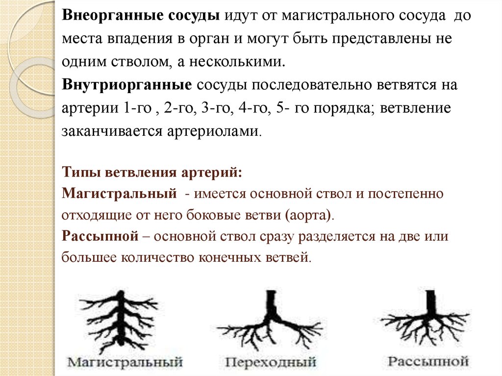 Закономерности ветвления сосудов зависят от плана строения органа