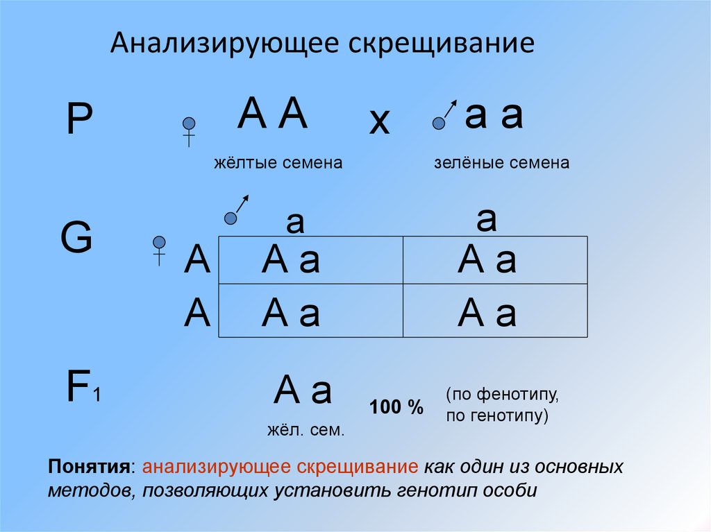 Анализирующие гены. Анализирующее скрещивание. AA AA скрещивание. Генотип АА. АА АА генотип.