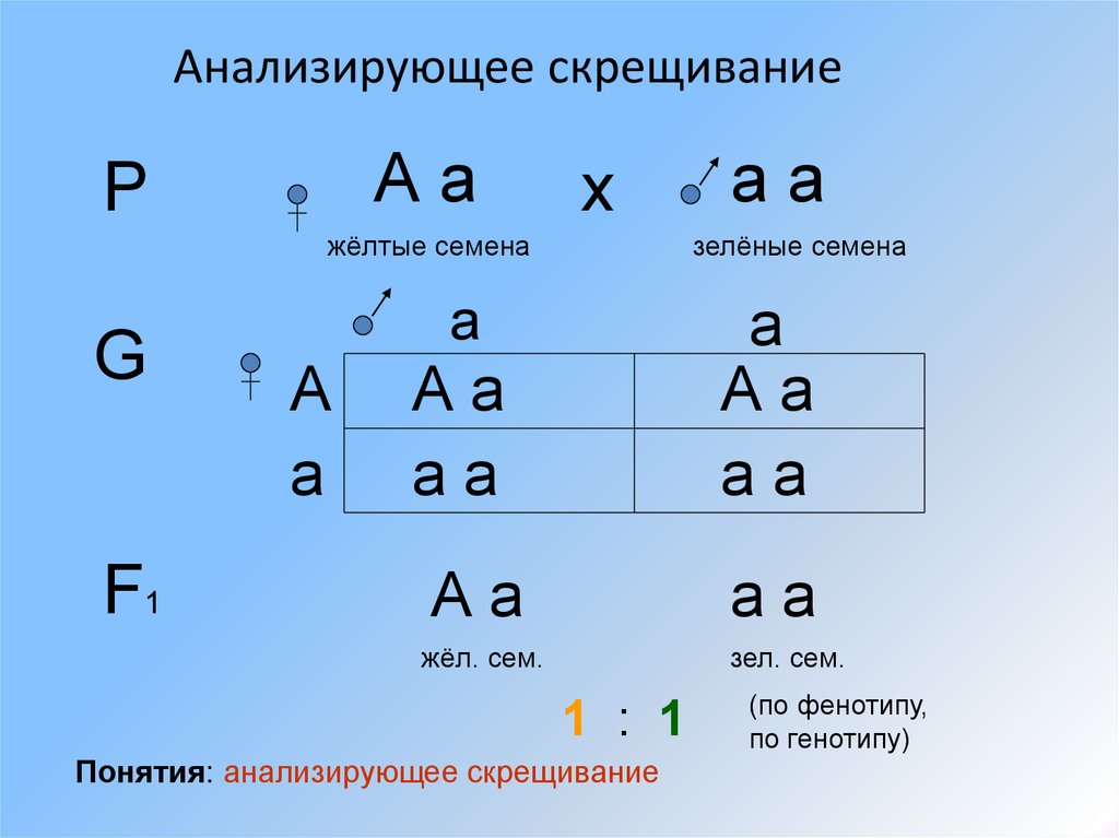 Анализирующем скрещивании гетерозиготного. Анализирующее скрещивание. Схема анализирующего скрещивания. Анализирующее скрещивание схема скрещивания. АА АА скрещивание.