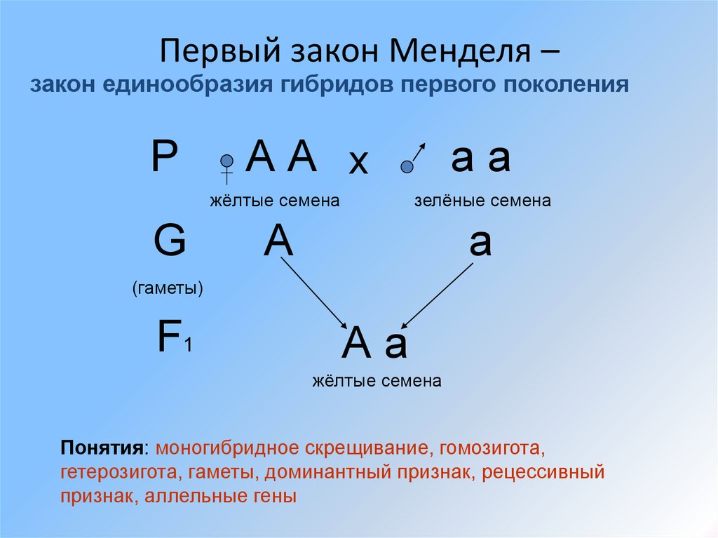 Второй признак менделя. Первый закон Менделя закон единообразия гибридов первого поколения. Закон единообразия гибридов первого поколения (1 закон Менделя). Генетическая схема второго закона Менделя. Первый закон Менделя закон единообразия первого поколения это.