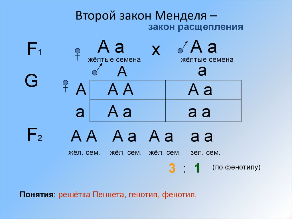 Аа х. Решётка Пеннета АА АА. Второй закон Менделя решетка Пеннета. 2 Закон Грегора Менделя схема. Генетическая запись 2 закона Менделя.