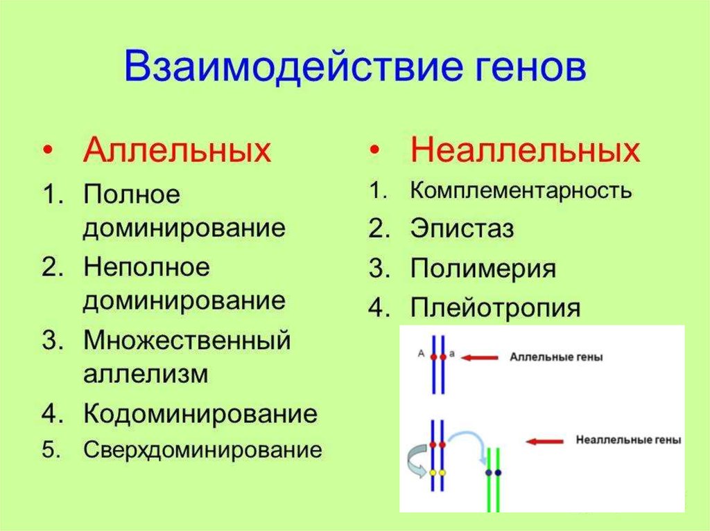 Клеточный цикл. Деление клетки. Классическая генетика - презентация онлайн