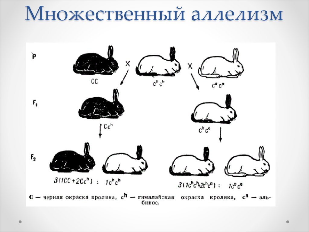 Скрестили белого и черного кроликов определите генотип