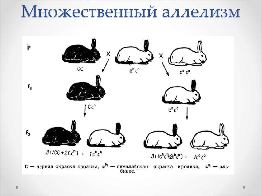 При скрещивании двух черных морских свинок у них родились черные и белые детеныши схема скрещивания