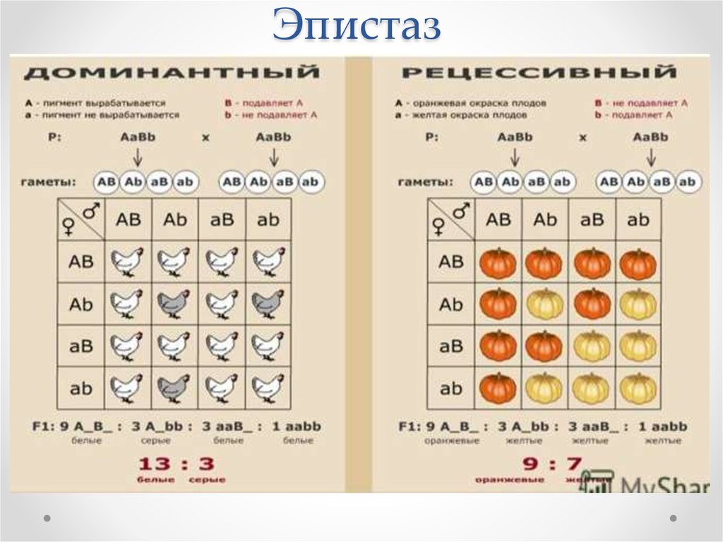 Доминантными являются гены