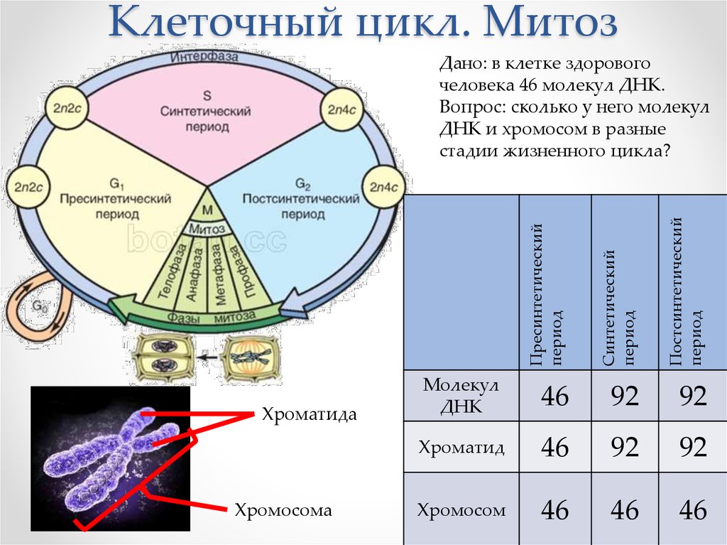 Жизненный цикл соматической клетки. Схема стадий жизненного цикла клетки. Жизненный цикл клетки митоз схема. Схема стадии клеточного цикла. Клеточный цикл митоз фазы клеточного цикла.