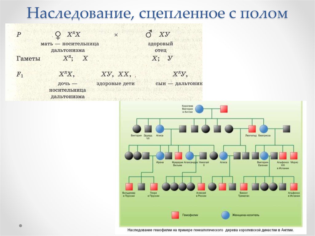 Дигетерозиготная по генам дальтонизма и гемофилии женщина