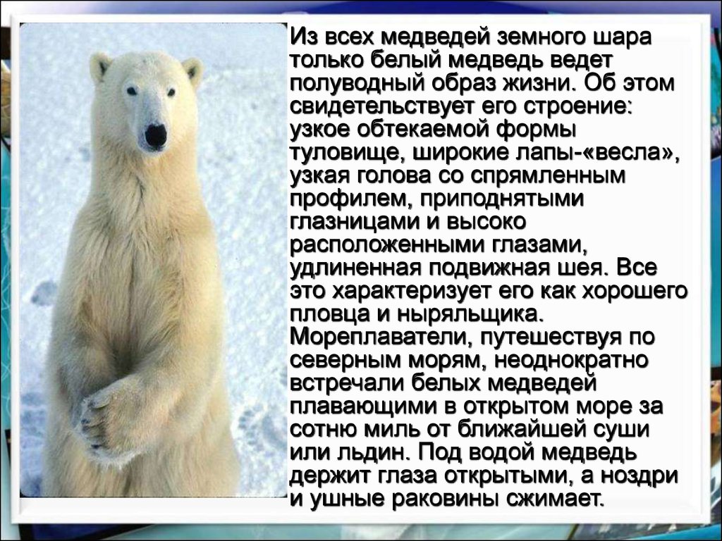 Ведут полуводный образ жизни. Белый медведь описание. Доклад про белого медведя. Внешний вид белого медведя. Белый медведь доклад 1 класс.