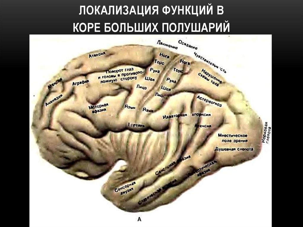 Локализация функций головного. Локализация функций в коре полушарий мозга. Локализация основных функций в коре головного мозга. Локализация функций в коре больших полушарий мозга. Локализация функций в коре головного мозга анатомия.