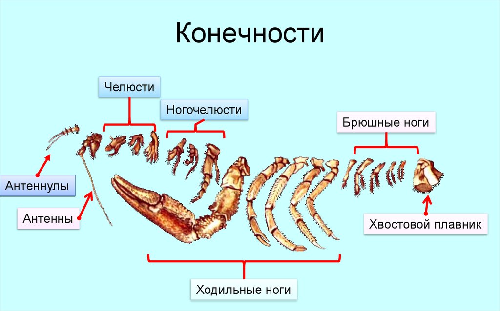 Ходильные конечности у рака. Строение конечностей креветки. Ходильные конечности ракообразных. Ходильные ноги ракообразных. Строение мандибулы ракообразных.