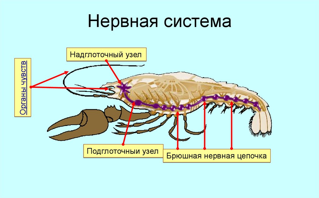 Хватание у рака отвечает какая. Брюшная нервная цепочка у членистоногих. Органы нервной системы ракообразных. Нервная система членистоногих ракообразные. Тип нервной системы ракообразных схема.