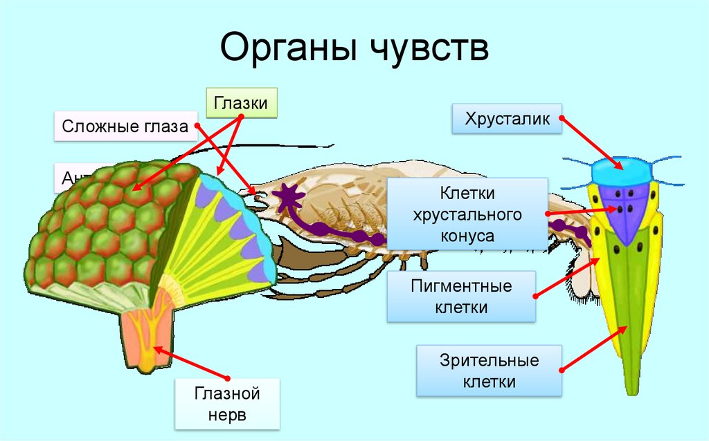 Рассмотрите схему строения нервной системы речного рака какие