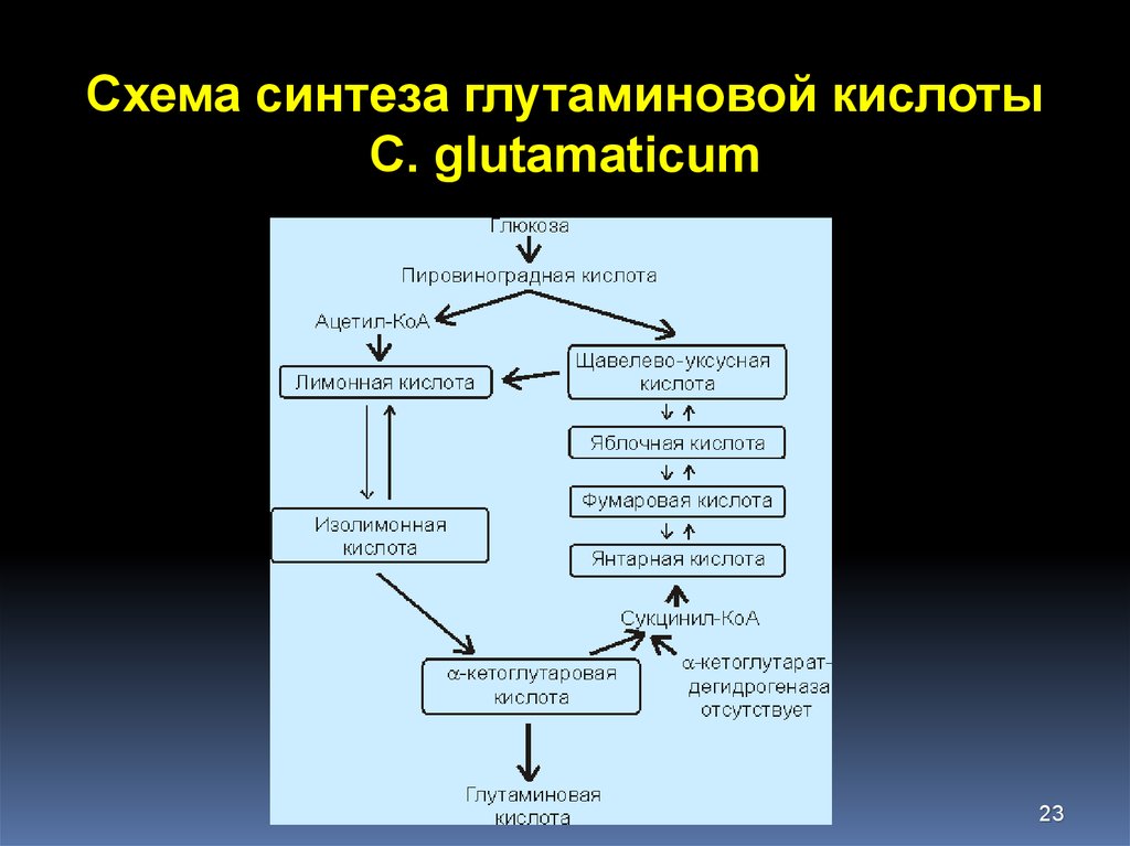 Для синтеза кислот используют. Схема синтеза глутаминовой кислоты c. glutamaticum.. Синтез пептидов из глутаминовой кислоты. Цикл глутаминовой кислоты биохимия. Синтез глутаминовой кислоты биохимия.