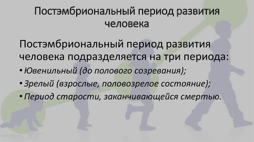 Постэмбриональное развитие организмов презентация 10 класс