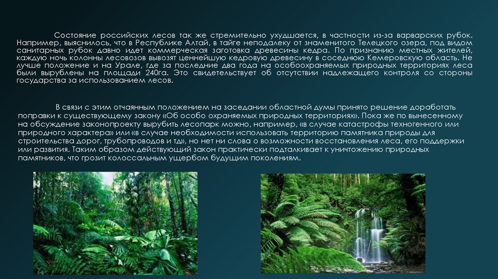 Состояние российских лесов так же стремительно ухудшается, в частности из-за варварских рубок. Например, выяснилось, что в