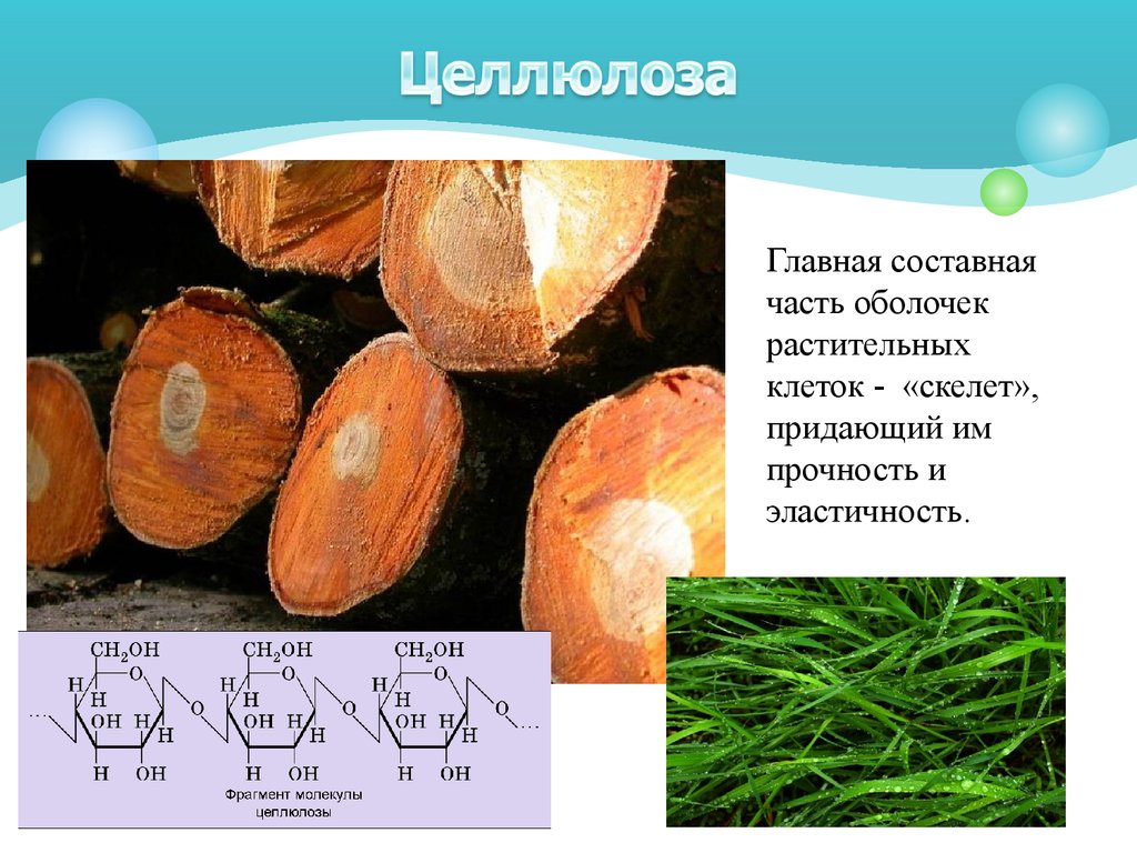 Целлюлоза в растениях. Целлюлоза строение и функции. Растительная оболочка из целлюлозы:.