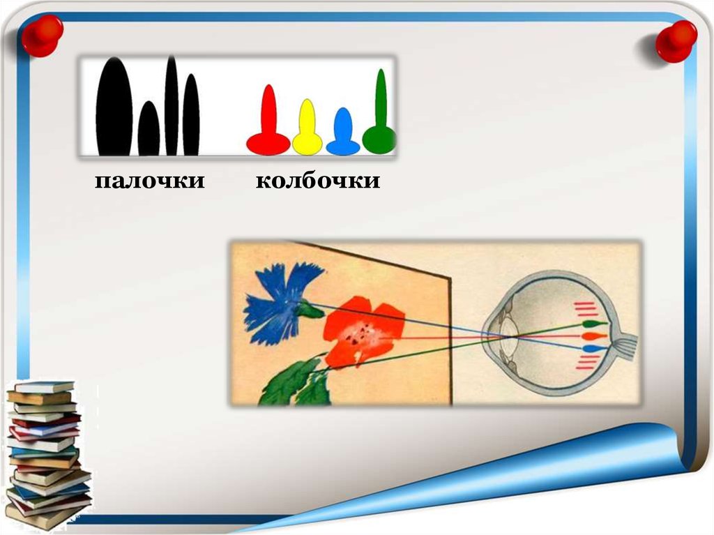 Палочки глаза. Зрение колбочки и палочки. Палочки 3) колбочки. Палочки цветное зрение. Колбочки и палочки глаза для детей.