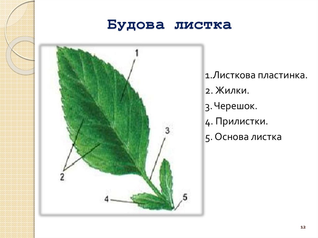 Где черешок у листа. Листовая пластинка 2 – черешок 3 – жилка. Строение листка. Черешок листа. Главные части листка.