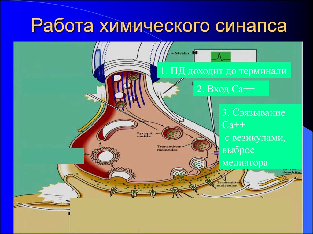 Установите последовательность нервного импульса. Синапс физиология. Химический синапс. Химический синапс физиология. Синаптические терминали.