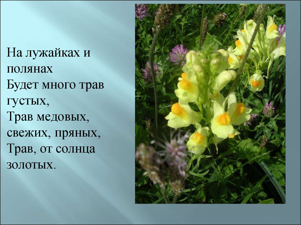 Лекарственные растения иркутской области. Лекарственные растения. Лечебные растения. Лекарственные цветы. Растения лекарственные растения.