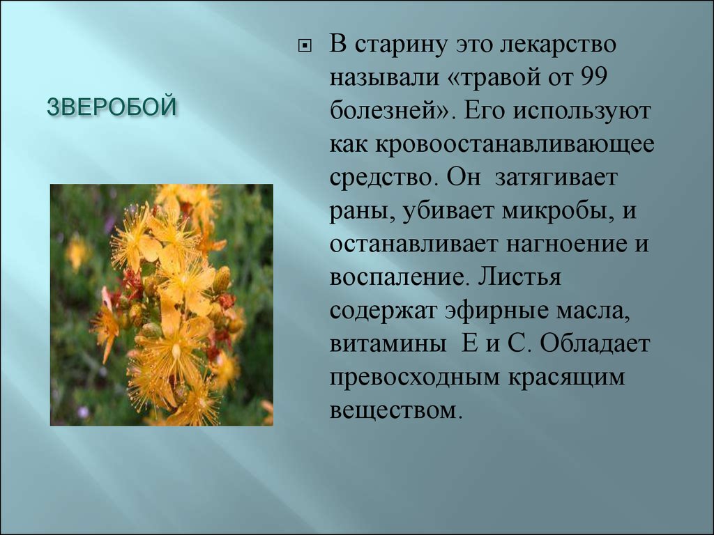 Окружающий мир 2 класс рассказ о растении. Сообщение о лекарственном растении. Зверобой доклад. Доклад на тему лечебные растения. Доклад о лекарственных травах.