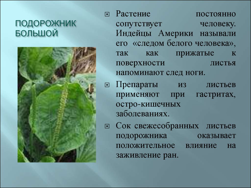 Почему растение подорожник так назвали. Подорожник лекарственное растение. Подорожник большой. Почему растение называют подорожник. Почему растение подорожник так названо.