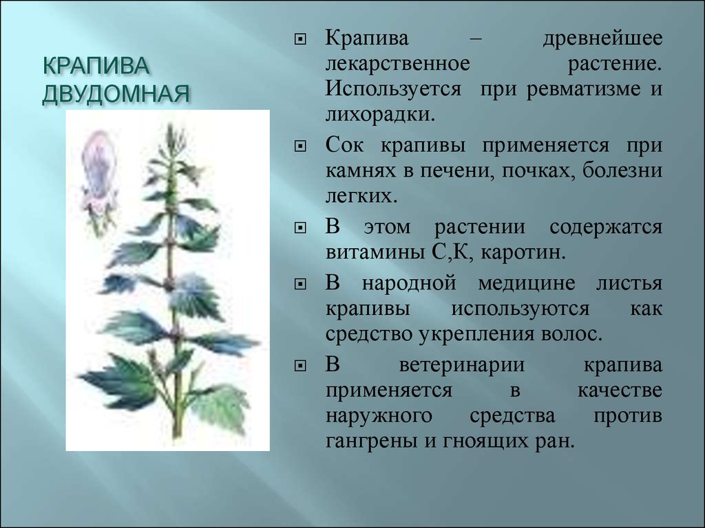 Лекарственное растение крапива описание