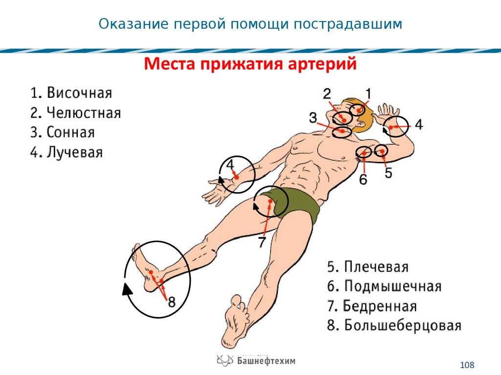 Прижатие плечевой артерии при кровотечении