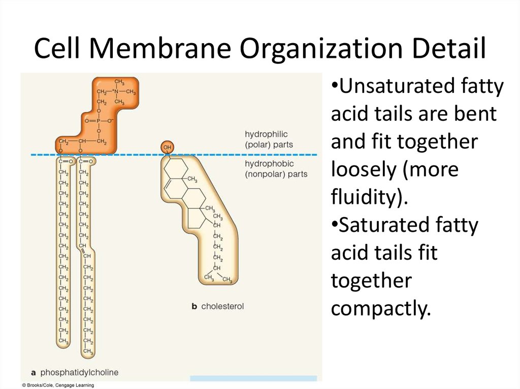 Presentation detail. Organization details. Presentation details. What is Thickness of membrane and bending.