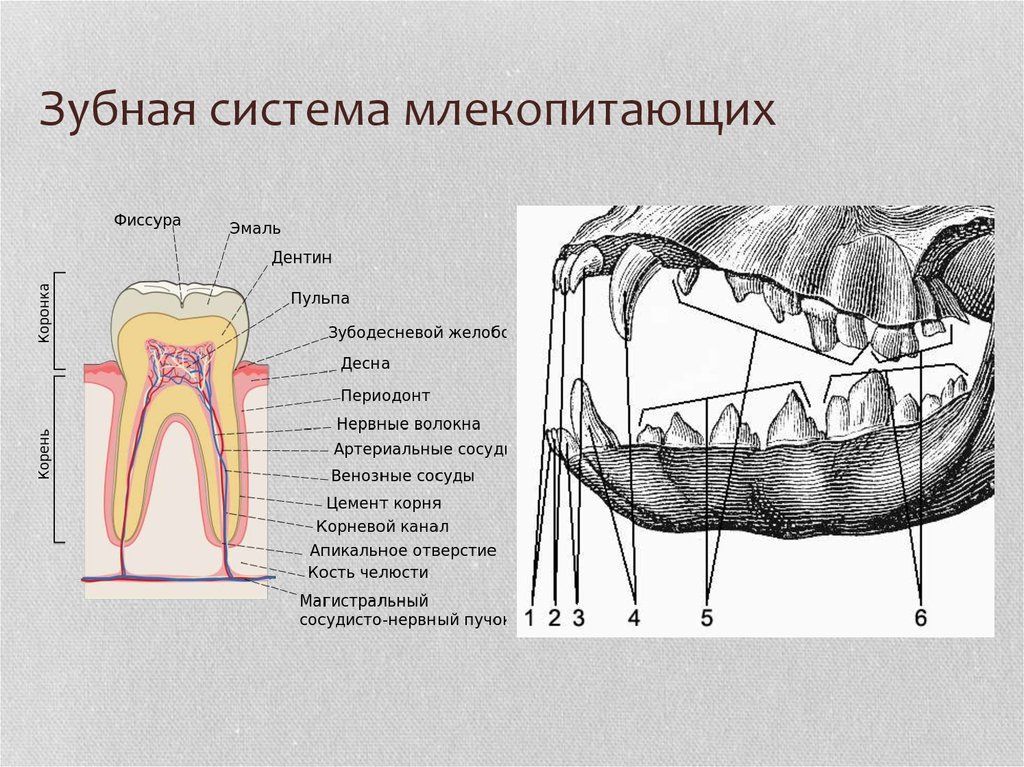 Зубы у млекопитающих выполняют функцию. Зубная система низших млекопитающих. Внешнее строение зубов у млекопитающих. Класс млекопитающие строение зубов. Зубная система млекопитающих анатомия.