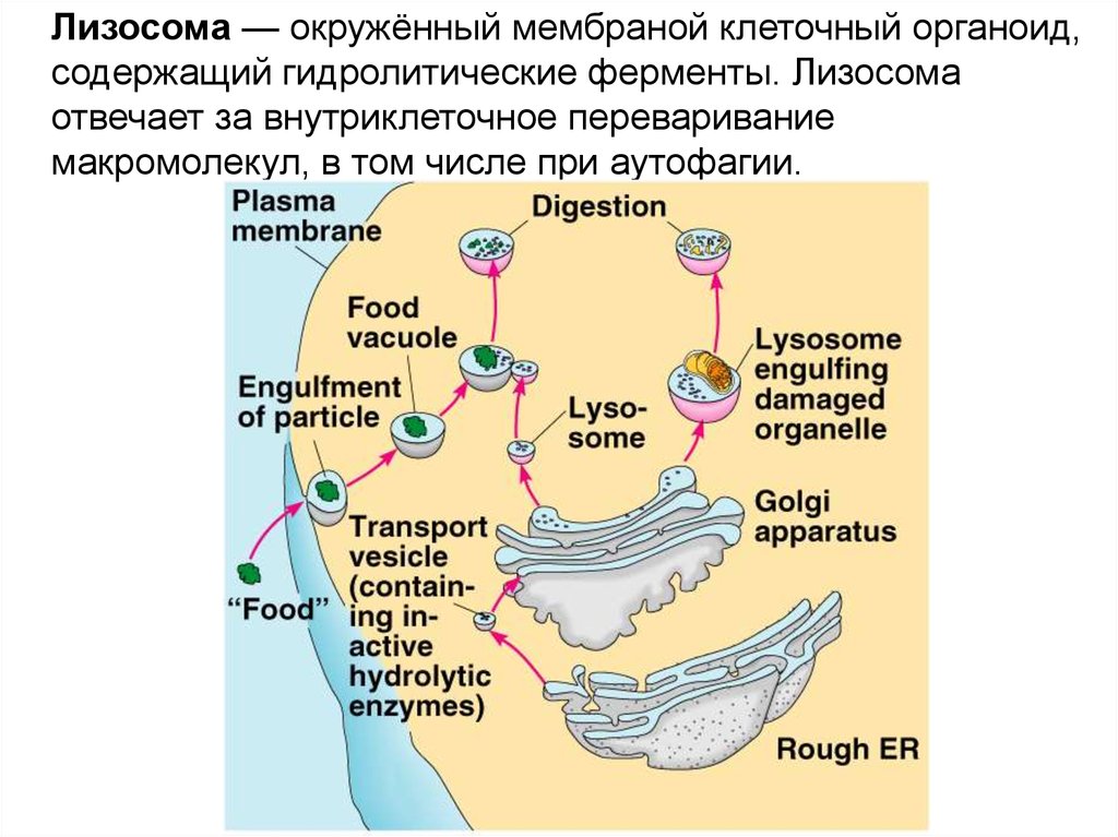 Ферменты клетки синтезируются в. Внутриклеточное переваривание лизосом. Органоиды внутриклеточного переваривания.. Лизосома. Ферменты лизосом.
