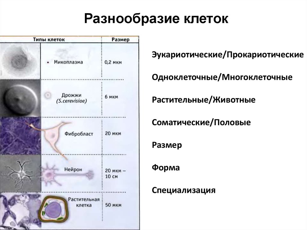 Разнообразие клеточных. Многообразие клеток. Разнообразие клеток таблица. Биология:многообразие клеток это. Разнообразие клеток в многоклеточном организме.