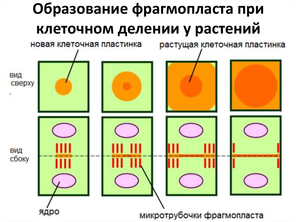 Образование четырех клеток из одной. Фрагмопласт в растительной клетке. Деление растительной клетки фрагмопласт. Цитокинез растительной клетки. Образование клеточной пластинки.