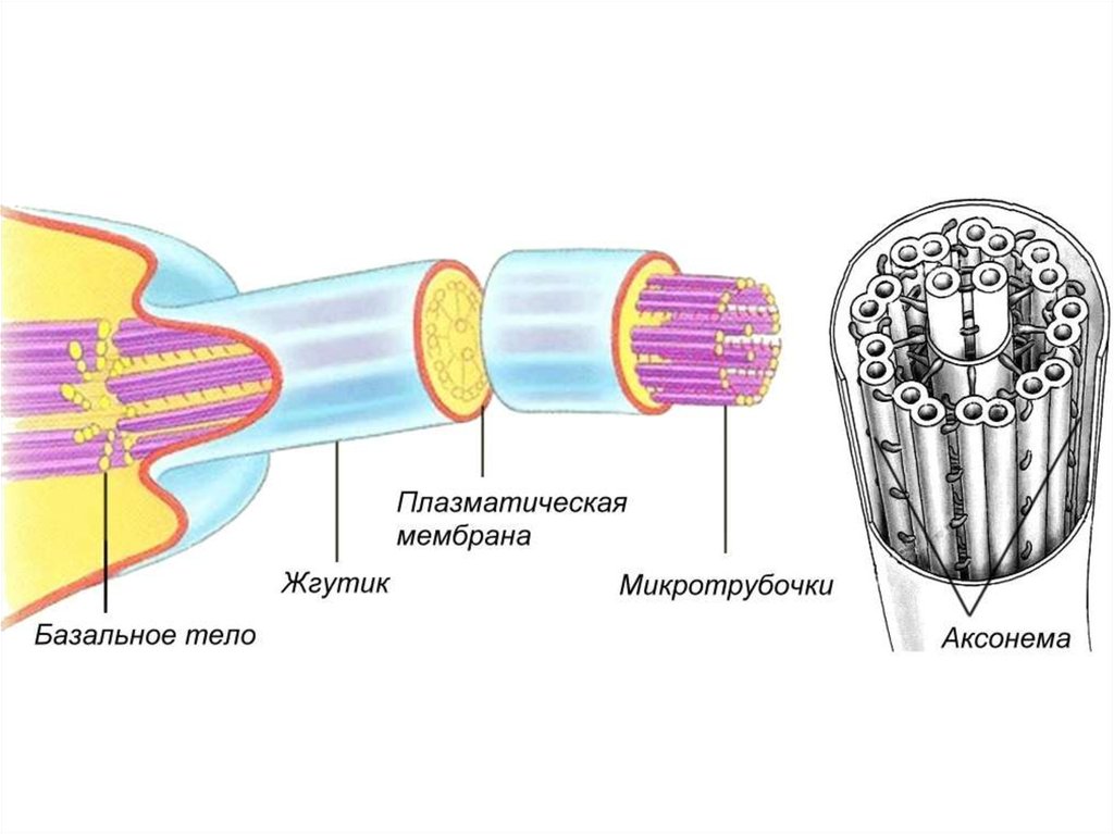 Органоиды движения эукариот. Строение жгутиков и ресничек эукариот. Реснички и жгутики эукариот строение. Строение жгутика эукариот. Базальное тельце жгутика строение.