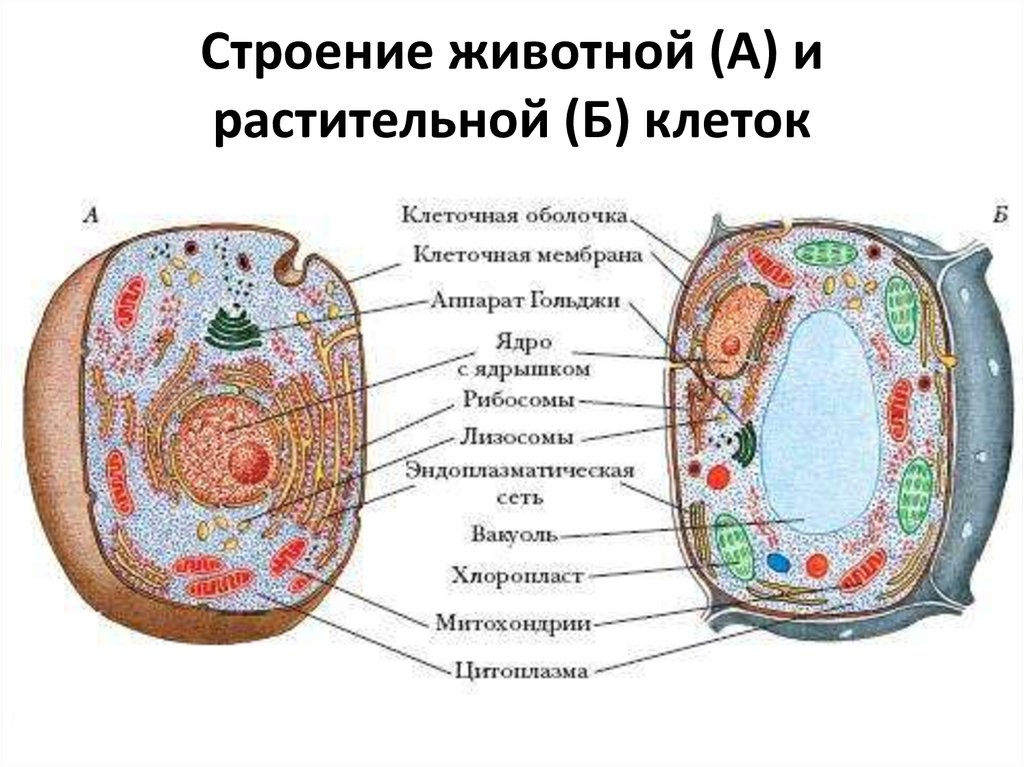 Растительная клетка происхождение. Схема строения клетки животного и растения. Рисунок 15 органоиды животной и растительной клетки. Схема строения клеток животных и растений. Строение органелл растительной клетки и животной.