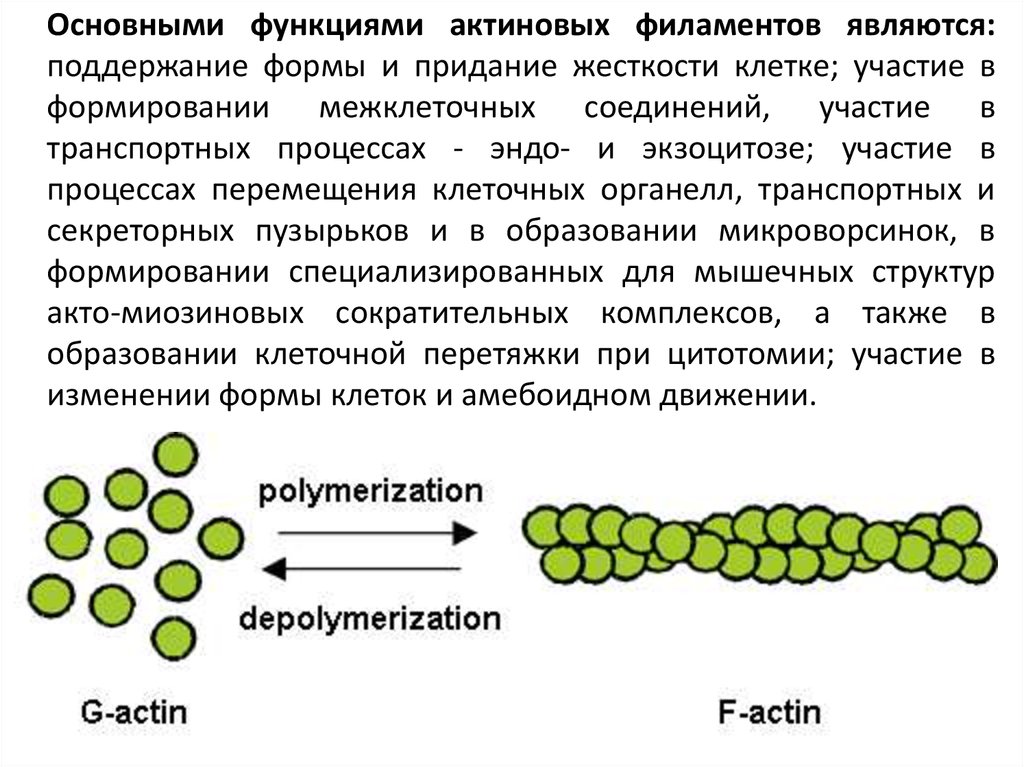 Активно участвует в процессах. Актиновые филаменты (микрофиламенты). Актиновые филаменты строение. Функции актиновых филаментов. Актиновые микрофиламенты функции.