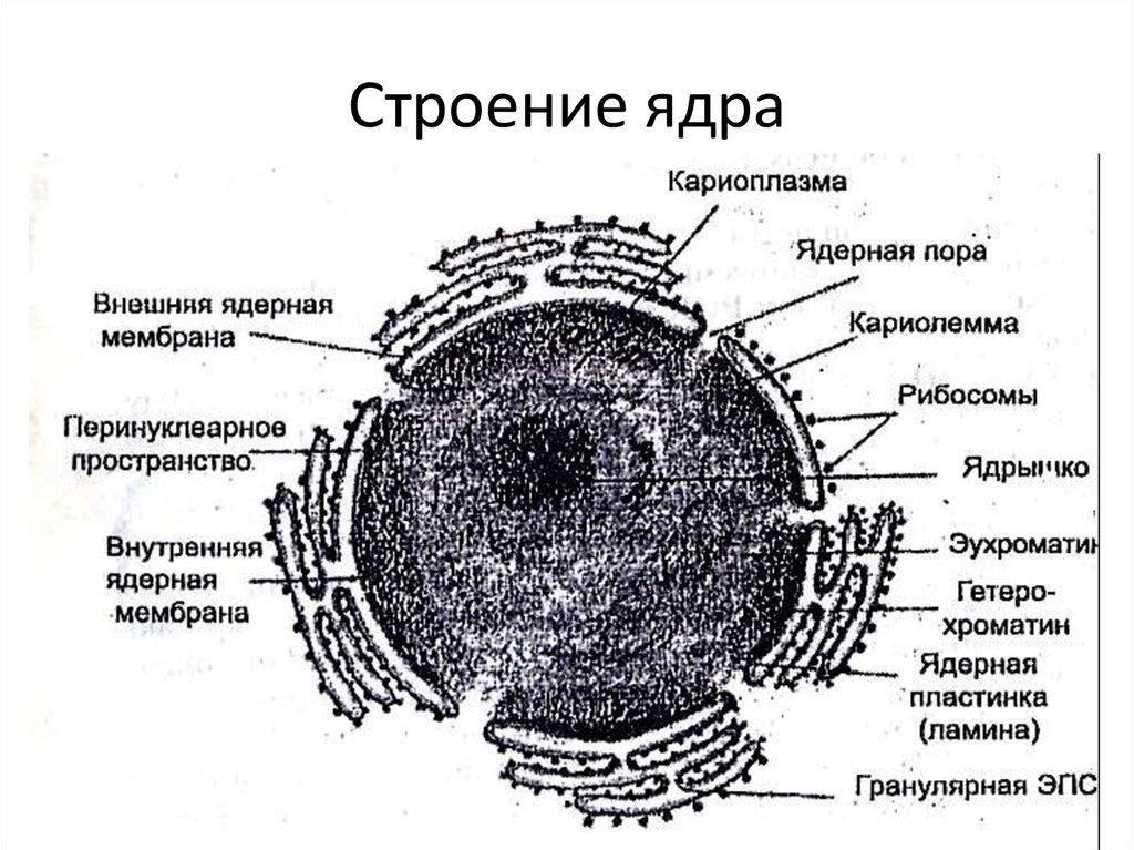 Ядро процесс биология. Схема ядра эукариотической клетки. Ядерная оболочка ядерный сок ядрышко ядро. Схема строения клеточного ядра. Строение ядрышка клетки.